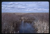 Battle of Bear Paw site - Snake Creek, willows, and wild roses