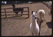 Patterson Ranch near Sisters, Oregon - Llamas in corral