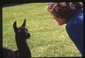 Patterson Ranch near Sisters, Oregon - Linda Patterson with baby llama