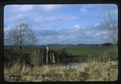 Skagit Wildfowl Refuge - river between yellow and green grass fields (in focus)
