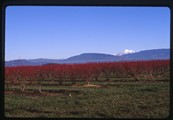 New Rockport Hutterite Colony - rows of red trees