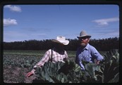 New Rockport, Montana - John Waldner and Ivan Doig looking over rhubarb crops