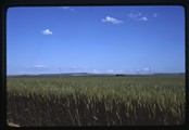 Wheat field near New Rockport, Montana looking southeast