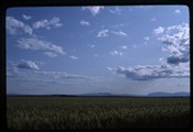 Wheat field near New Rockport colony, looking toward Sun River gap