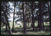 Cows grazing about Annick Smith's house