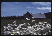 Annick Smith's cabin behind daisy patch