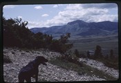 View of Ear Mountain from atop Pine Butte