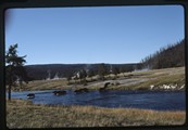Bison crossing the Firehole River in Yellowstone (close-up)