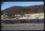 Bison standing in the Firehole River in Yellowstone
