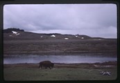 A lone bison wanders next to a river in Yellowstone