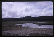 Elk grazing on bank of meandering river in Yellowstone