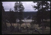 Elk in a grove of trees in Yellowstone