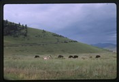 Moiese - bison and antelope in a meadow