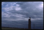 Moiese, Montana - western meadowlark on fence post
