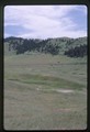 Moiese, Montana - antelope herd in grassy field
