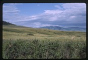 Moiese, Montana - prong horn in a field