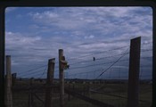 Moiese, Montana - western meadowlarks at a birdhouse (darker)