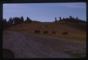 Moiese, Montana - bison on the ridgetop