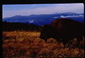 Moiese, Montana - closeup of bison