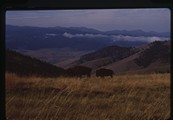 Moiese, Montana - bison and valley of Jocko River