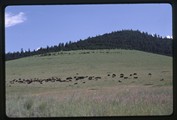 Moiese, Montana - large bison herd