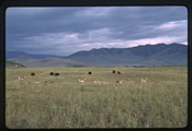 Moiese, Montana - antelope and bison in a field