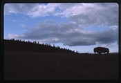 Moiese, Montana - solitary bison silhouette