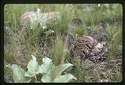 Moiese, Montana National Bison range - bison scat