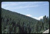 Rogers Pass, Montana - typical slope on way up to the pass