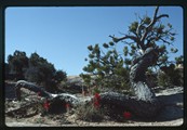 Wildflowers and twisted tree at Natural Bridges National Monument