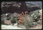 Orange wildflowers at Capitol Reef National Park