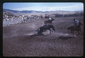 Falling of a bucking bronc at White Sulphur Springs rodeo