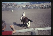 Children's barrel race at White Sulphur Springs rodeo