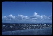 Flock of sanderlings over the ocean