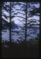 View through trees south from Cape Falcon, Oregon