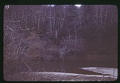 Willapa Bay, Washington - forested cliff side over water