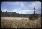 Willapa Bay, Washington - landscape of trees on meadow