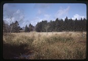 Willapa Bay, Washington - tall grass in marshland field
