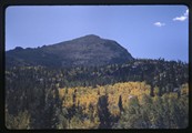 Yellowing trees in Glacier National Park landscape
