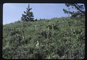 Flowers on knob above Den Boer's ranch