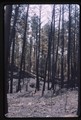 Fence cuts through fire damaged forest between Busby and Ashland