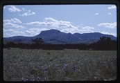 Jack Pines at the foothills of Ear Mountain in Montana