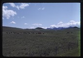 Cattle herd in front of buttes from Dupuyer Creek road
