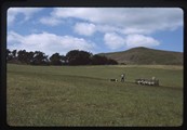 Edinburgh, Scotland - Sheep dog trials