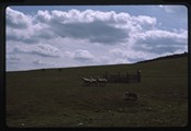 Edinburgh, Scotland - Sheep dog trials
