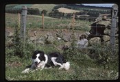 Edinburgh, Scotland - Sheep dog trials, dog laying down