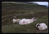 Isle of Skye, Scotland - four goats in a green pasture