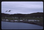 Uig, Scotland - seagull flies over Uig harbor