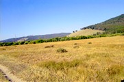 Big Hole Battlefield - forested hill with barren face behind shrubs