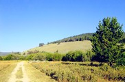 Big Hole Battlefield - dirt road turning into shrub field